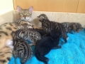 Malu-Bengals-Katzenzucht-Galerie_0001