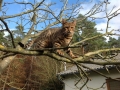 Malu-Bengals-Katzenzucht-Galerie_0002