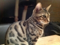 Malu-Bengals-Katzenzucht-Galerie_0003