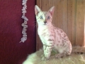 Malu-Bengals-Katzenzucht-Galerie_0004