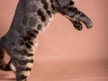 Malu-Bengals-Katzenzucht-Galerie_0007