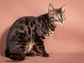 Malu-Bengals-Katzenzucht-Galerie_0008
