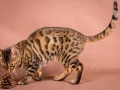 Malu-Bengals-Katzenzucht-Galerie_0009