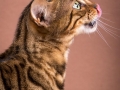 Malu-Bengals-Katzenzucht-Galerie_0010