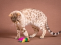 Malu-Bengals-Katzenzucht-Galerie_0011