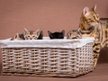 Malu-Bengals-Katzenzucht-Galerie_0012