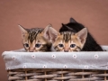 Malu-Bengals-Katzenzucht-Galerie_0013