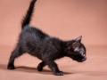 Malu-Bengals-Katzenzucht-Galerie_0014