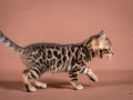 Malu-Bengals-Katzenzucht-Galerie_0015