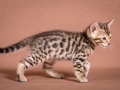 Malu-Bengals-Katzenzucht-Galerie_0018