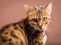 Malu-Bengals-Katzenzucht-Galerie_0019