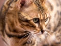 Malu-Bengals-Katzenzucht-Galerie_0020