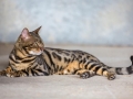 Malu-Bengals-Katzenzucht-Galerie_0021