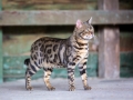 Malu-Bengals-Katzenzucht-Galerie_0023