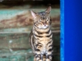 Malu-Bengals-Kater-Chester-of-Hand-Sonnenberg_0001