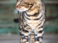 Malu-Bengals-Kater-Chester-of-Hand-Sonnenberg_0002