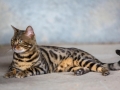 Malu-Bengals-Kater-Chester-of-Hand-Sonnenberg_0003