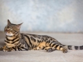 Malu-Bengals-Kater-Chester-of-Hand-Sonnenberg_0004