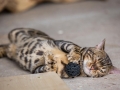 Malu-Bengals-Kater-Chester-of-Hand-Sonnenberg_0006