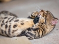 Malu-Bengals-Kater-Chester-of-Hand-Sonnenberg_0007