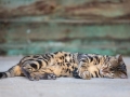 Malu-Bengals-Kater-Chester-of-Hand-Sonnenberg_0008