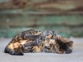 Malu-Bengals-Kater-Chester-of-Hand-Sonnenberg_0009