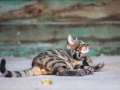 Malu-Bengals-Kater-Chester-of-Hand-Sonnenberg_0010