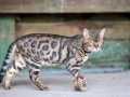 Malu-Bengals-Kater-Chester-of-Hand-Sonnenberg_0011