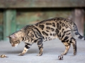 Malu-Bengals-Kater-Chester-of-Hand-Sonnenberg_0012