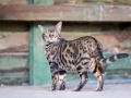 Malu-Bengals-Kater-Chester-of-Hand-Sonnenberg_0014