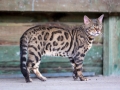 Malu-Bengals-Kater-Chester-of-Hand-Sonnenberg_0015