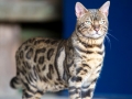 Malu-Bengals-Kater-Chester-of-Hand-Sonnenberg_0017