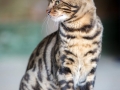 Malu-Bengals-Kater-Chester-of-Hand-Sonnenberg_0019