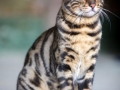 Malu-Bengals-Kater-Chester-of-Hand-Sonnenberg_0020