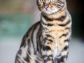 Malu-Bengals-Kater-Chester-of-Hand-Sonnenberg_0021