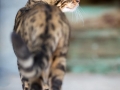 Malu-Bengals-Kater-Chester-of-Hand-Sonnenberg_0022