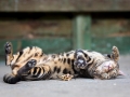 Malu-Bengals-Kater-Chester-of-Hand-Sonnenberg_0023
