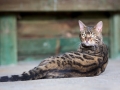 Malu-Bengals-Kater-Chester-of-Hand-Sonnenberg_0024