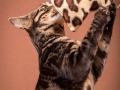 Malu-Bengals-Katze-Chilli-Wunderkittys_0001