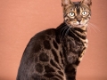 Malu-Bengals-Katze-Chilli-Wunderkittys_0003