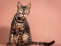 Malu-Bengals-Katze-Chilli-Wunderkittys_0004
