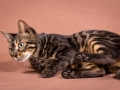Malu-Bengals-Katze-Chilli-Wunderkittys_0005