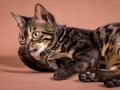 Malu-Bengals-Katze-Chilli-Wunderkittys_0006