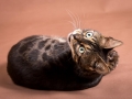 Malu-Bengals-Katze-Chilli-Wunderkittys_0007