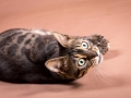 Malu-Bengals-Katze-Chilli-Wunderkittys_0008