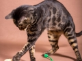 Malu-Bengals-Katze-Chilli-Wunderkittys_0009