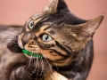 Malu-Bengals-Katze-Chilli-Wunderkittys_0011