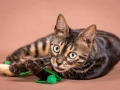 Malu-Bengals-Katze-Chilli-Wunderkittys_0012