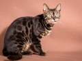 Malu-Bengals-Katze-Chilli-Wunderkittys_0015