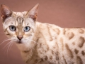 Malu-Bengals-Katze-Fina-of-Hand-Sonnenberg_0001